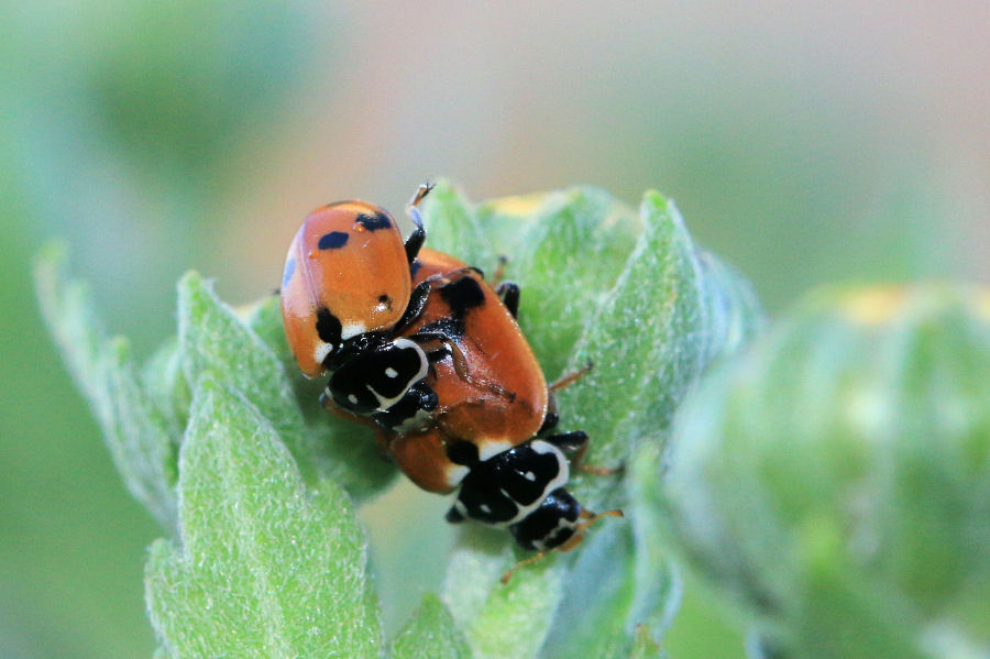 Hippodamia variegata - ciclo vitale